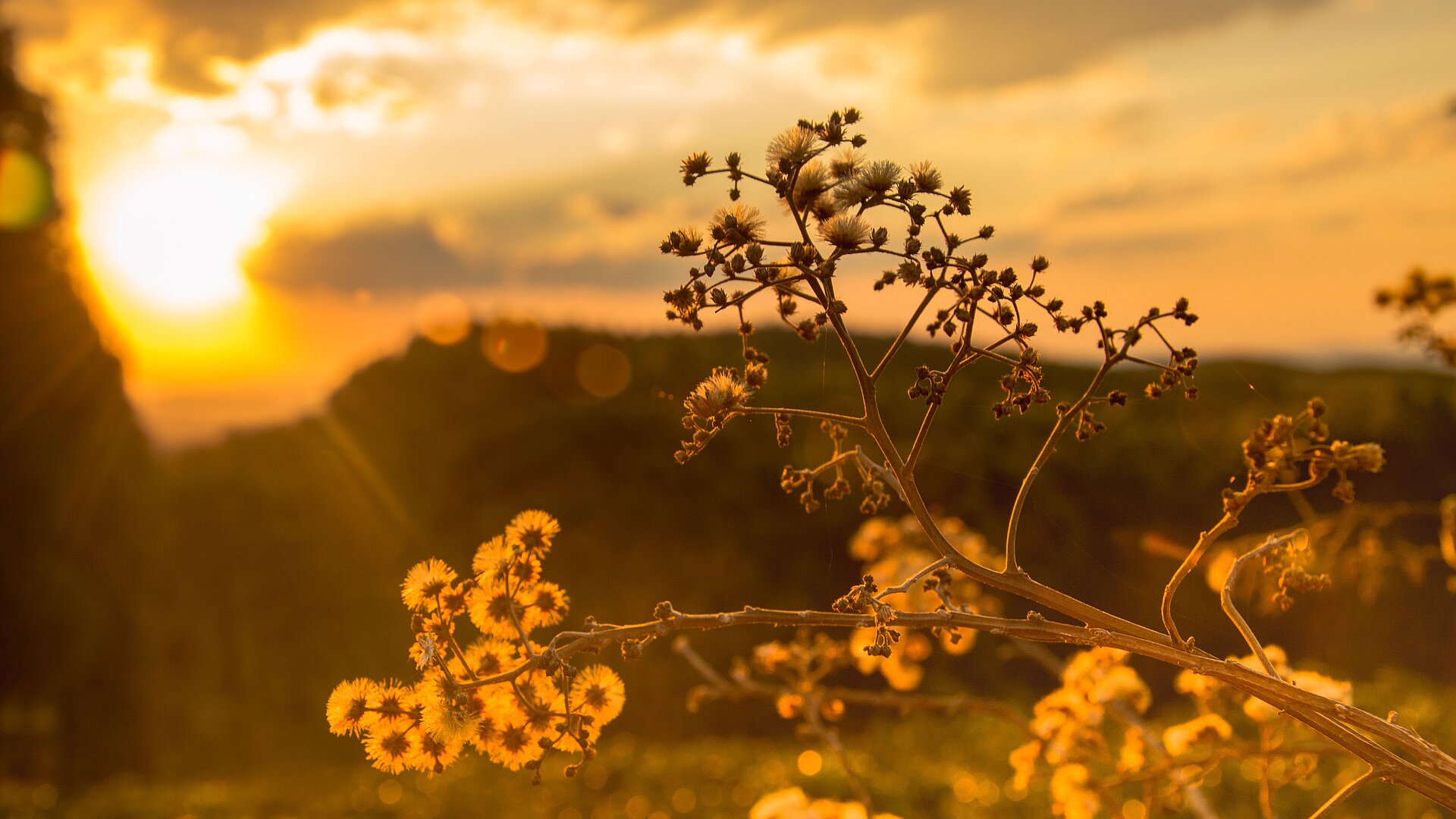 Blumen im Sonnenuntergang