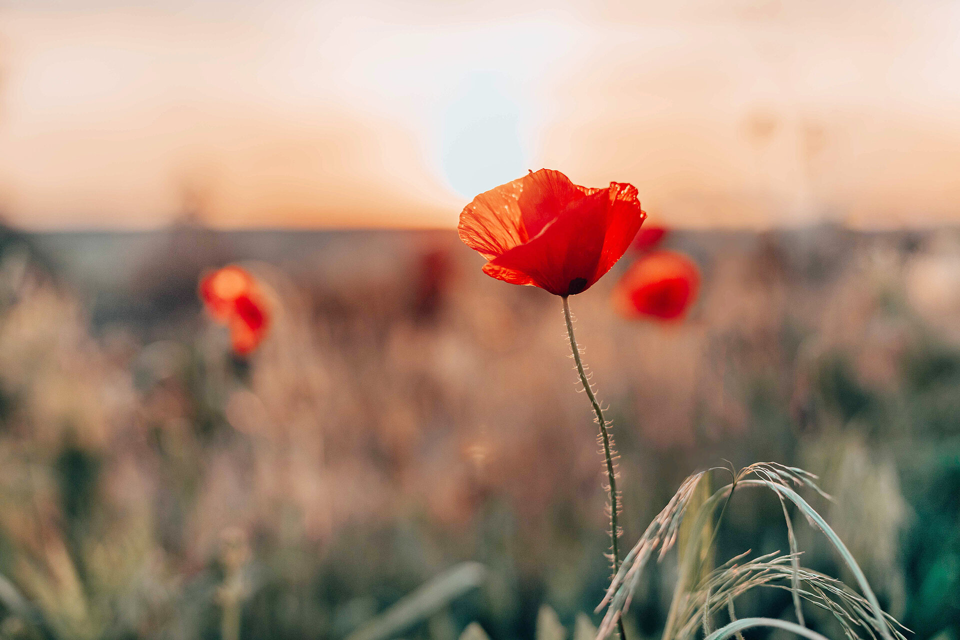 Mohnblumen im Sonnenuntergang